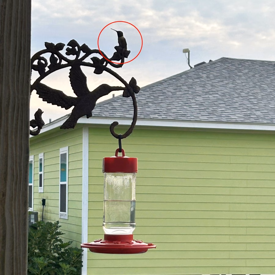 Hummingbird on Feeder