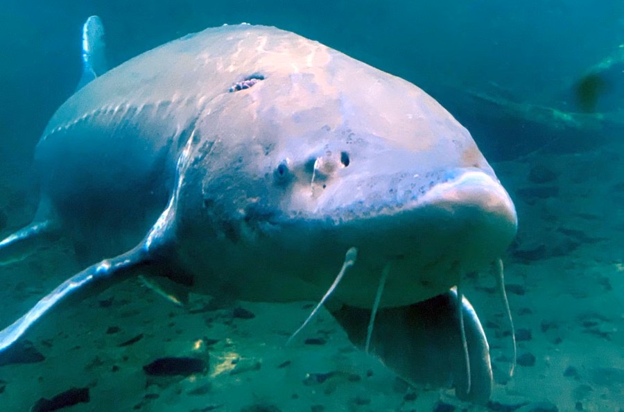 Herman the Sturgeon