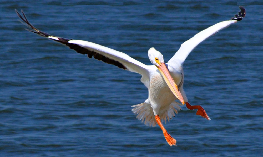 White Pelican