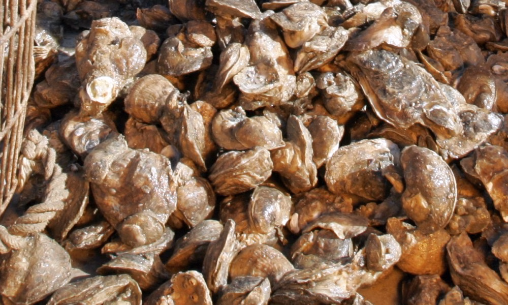 TPWD Opening Oyster Harvest Areas