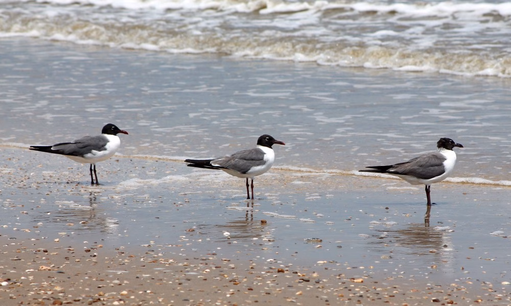 weatherchange1 Crystal Beach The Quiet Turn Crystal Beach Embraces Winter's Chill
