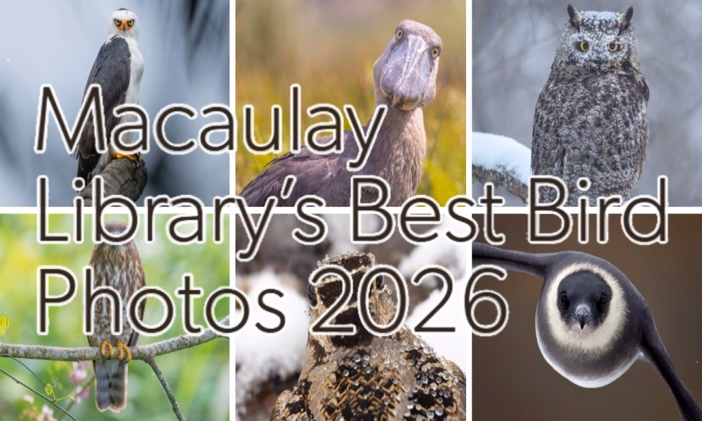 Macaulay Library Best Bird Photos