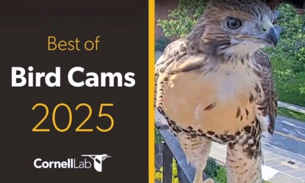 A Year on the Wing The Best of Bird Cams 2025