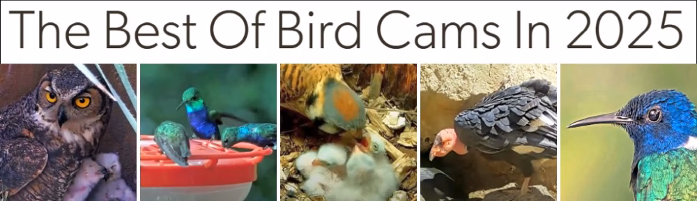 A Year on the Wing The Best of Bird Cams 2025