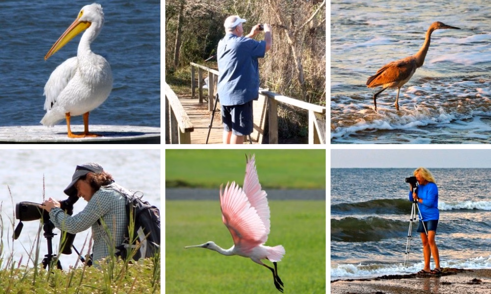 GBBCFeature Crystal Beach Great Backyard Bird Count