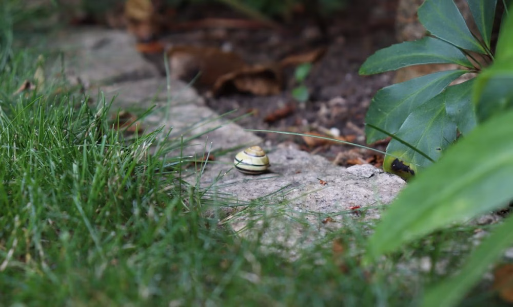 Healthier Lawns and Gardens