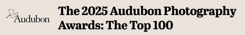 Audubon2025Top100 Crystal Beach The 2025 Audubon Photography Awards The Top 100