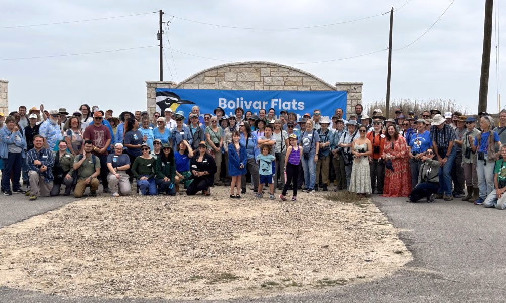 Bolivar Flats Sanctuary