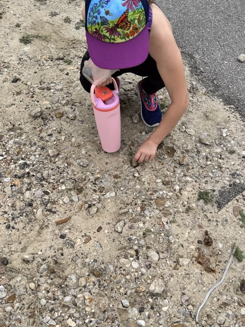 Bolivar Flats Sanctuary