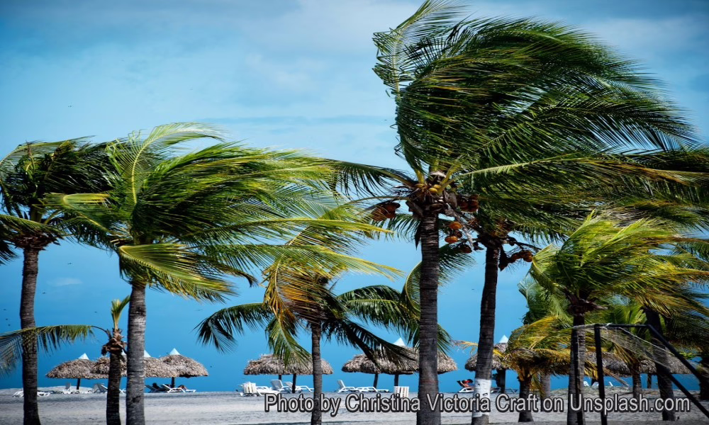 Palm trees blowing on the beach