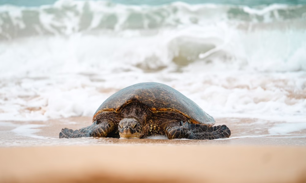 Sea turtle on the beach