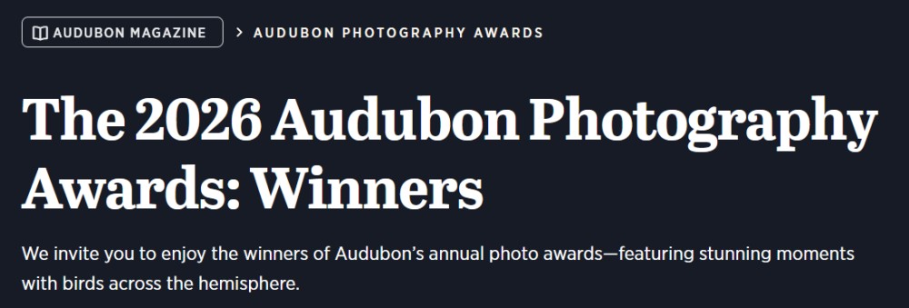 The 2026 Audubon Photography Awards: Winners