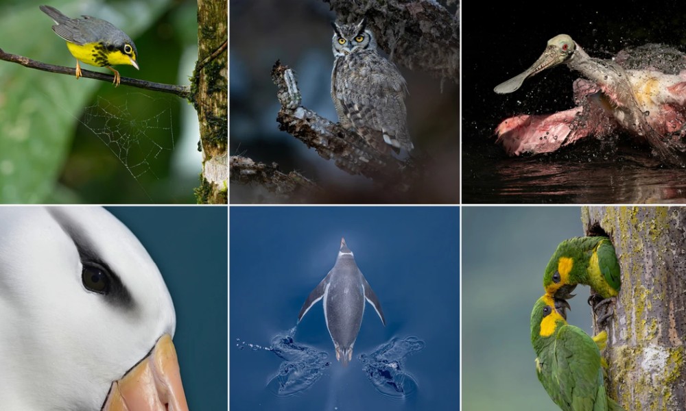 The 2026 Audubon Photography Awards: Winners