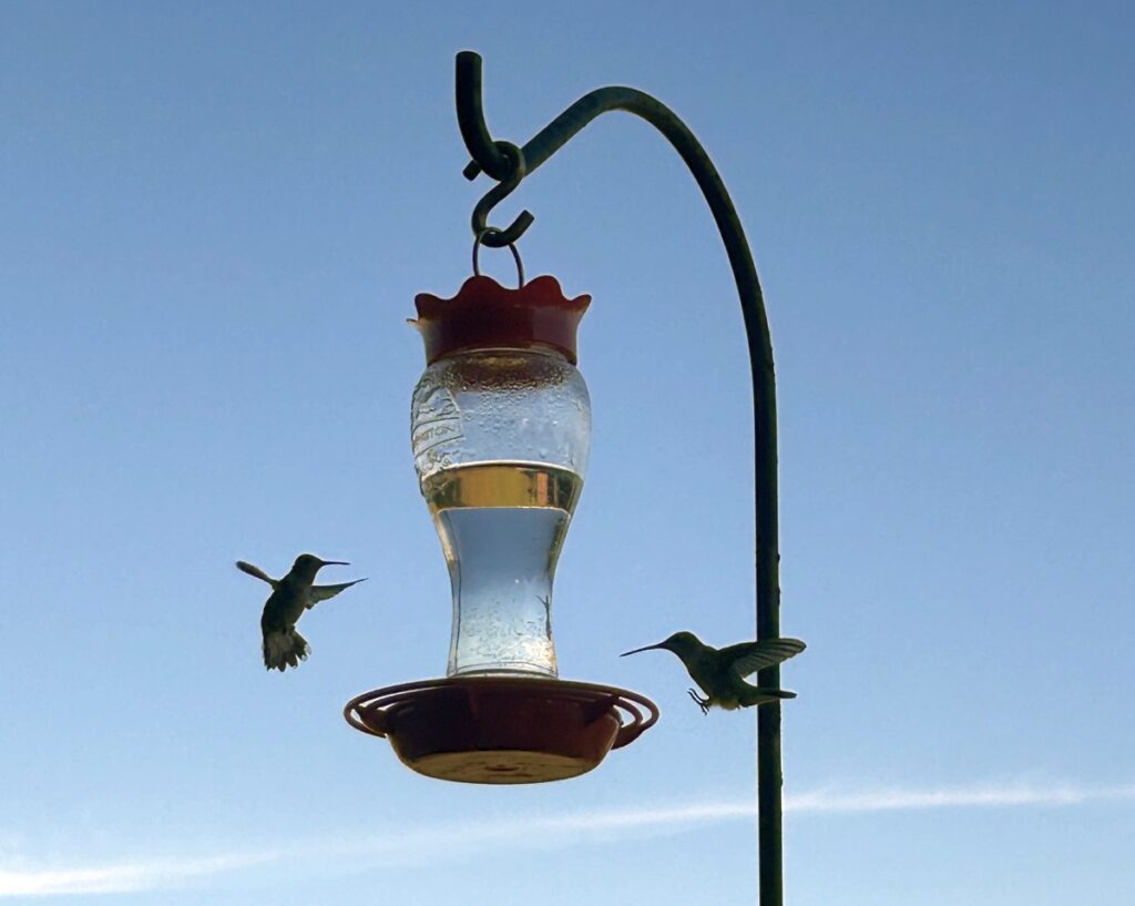 hummingbirds flying around a feeder