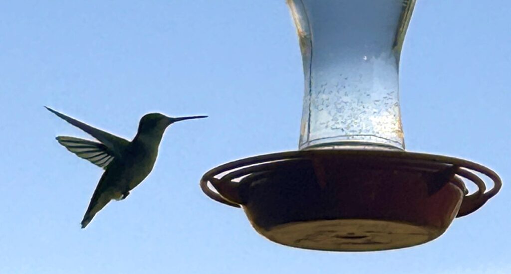 hummingbird flying around a feeder