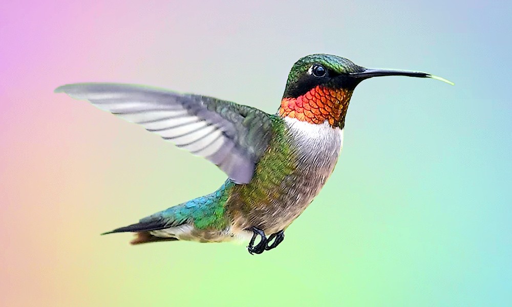 Hummingbird in flight