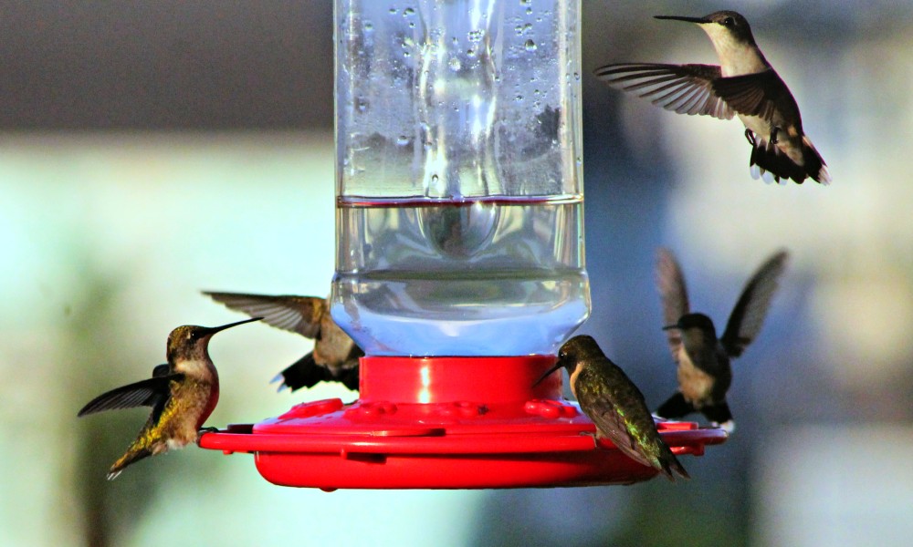 group of hummingbirds at a feeding station