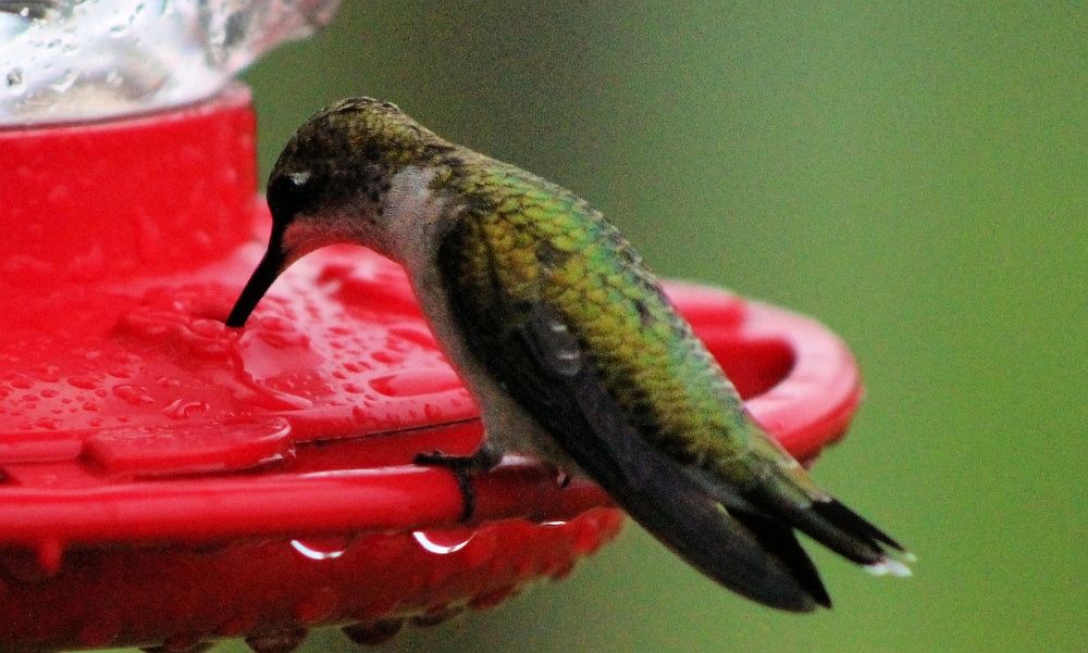 hummingbird at a feeding station