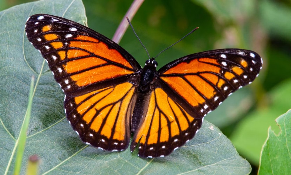 Monarch butterfly on a leaf