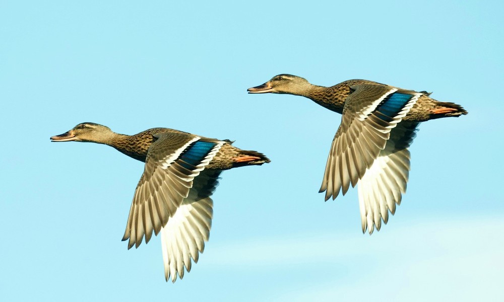 two ducks flying