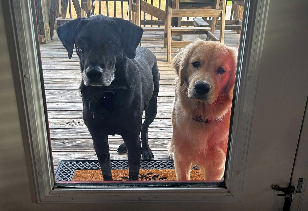 Golden Retriever and Black Lab