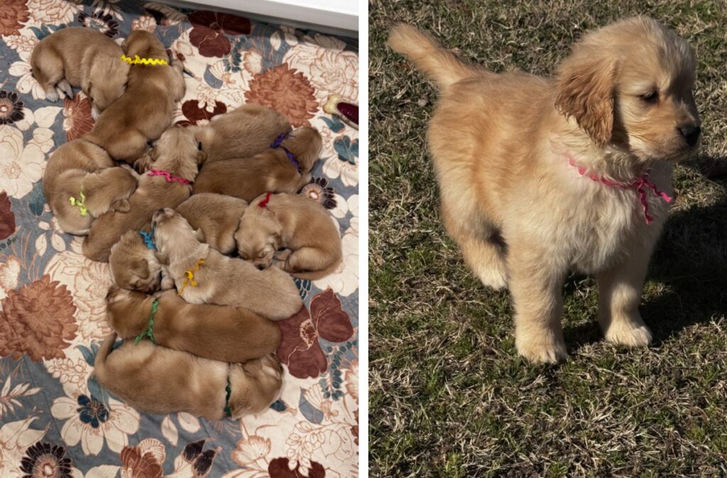 Golden Retriever puppies