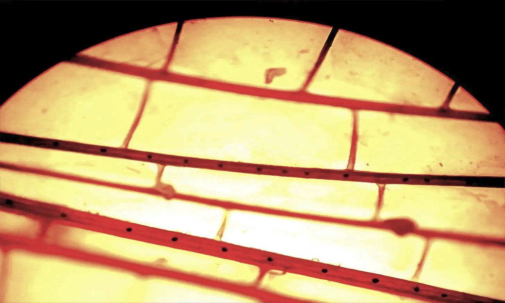 wing of a dragonfly